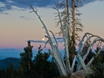Moonrise and Dead Snag