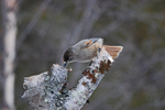 Siberian Jay