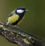 GREAT TIT REF GT 1