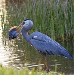 Great Blue Heron _0016