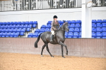 Class 25 - Tattersalls ROR Amateur Ridden portfolio