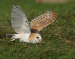 Barn Owl
