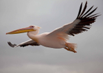 White Pelican at Walvis Bay, Namibia