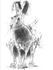 " hare crouching "