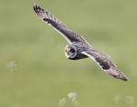 Short Eared Owl