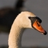 20080506-we 032 Mute Swan