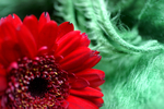 Flowers Set 04 - 07