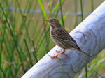 Meadow Pipit perched on a sloping fence post
