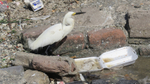 Egret