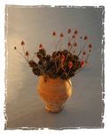 Cactus in Pot
