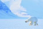 Male Polar Bear turning, Svalbard, Norway