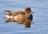 20100307-065 Wigeon
