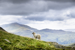 Snowdonia