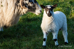 Ewe and Lamb