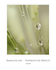 Dandelion Seed Droplets