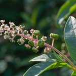 Levantine Pokeweed ( Phytolacca pruinosa)