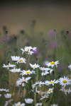 Meadow Grass _FL058