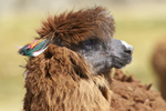 Portrait of an Alpaca