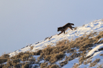 Dark Wolf running, Soda Butte Canyon, Yellowstone National Park