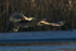 Bittern takes off at Otmoor