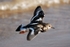 Turnstone ( 2 )