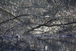 Winter Canal