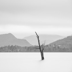 Ullswater Tree IV - Ullswater, Lake District