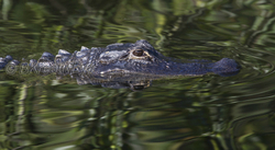 AnimalsCreatures 073