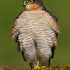 Sparrowhawk