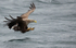 WHITE TAILED EAGLE, ISLE OF MULL, SCOTLAND