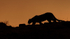 Puma silhouette, Torres del Paine, Chile