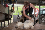 Shearing at Glenwhargen Farm portfolio