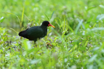Wattled Jacana portfolio