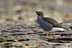 Kelp Goose (female) side view, Carcass Island, Falklands