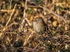 Dunnock