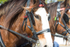 Clydesdale tacked up portrait 2. 0A3A8052
