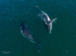 A Pair of Humpbacks Relaxing 6. DJI_0286