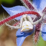 Crab spider (Thomisus onustus) ♀︎