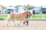 SBM_03951