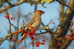 Waxwing