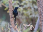 Green Wood Hoopoe.