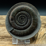Sold amm 1416 Dactylioceras tenuicostatum