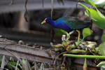 Purple Gallinule, Sierpe, Costa Rica