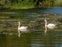 Mute Swans