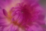Pink Dahlia