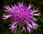 Greater Knapweed (02)
