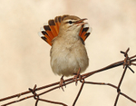 Rufous Scrub Robin