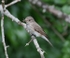 Spotted Flycatcher
