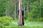 Brown Bear