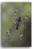 1606 spider
